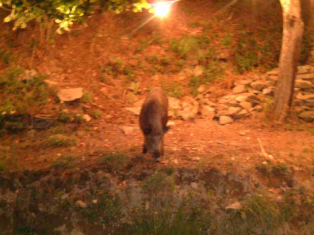  Image name: fau15.jpg 
 width: 1280 pixel 
 height: 960 pixel 
 Size: 63055 bytes 
 Click to enlarge 